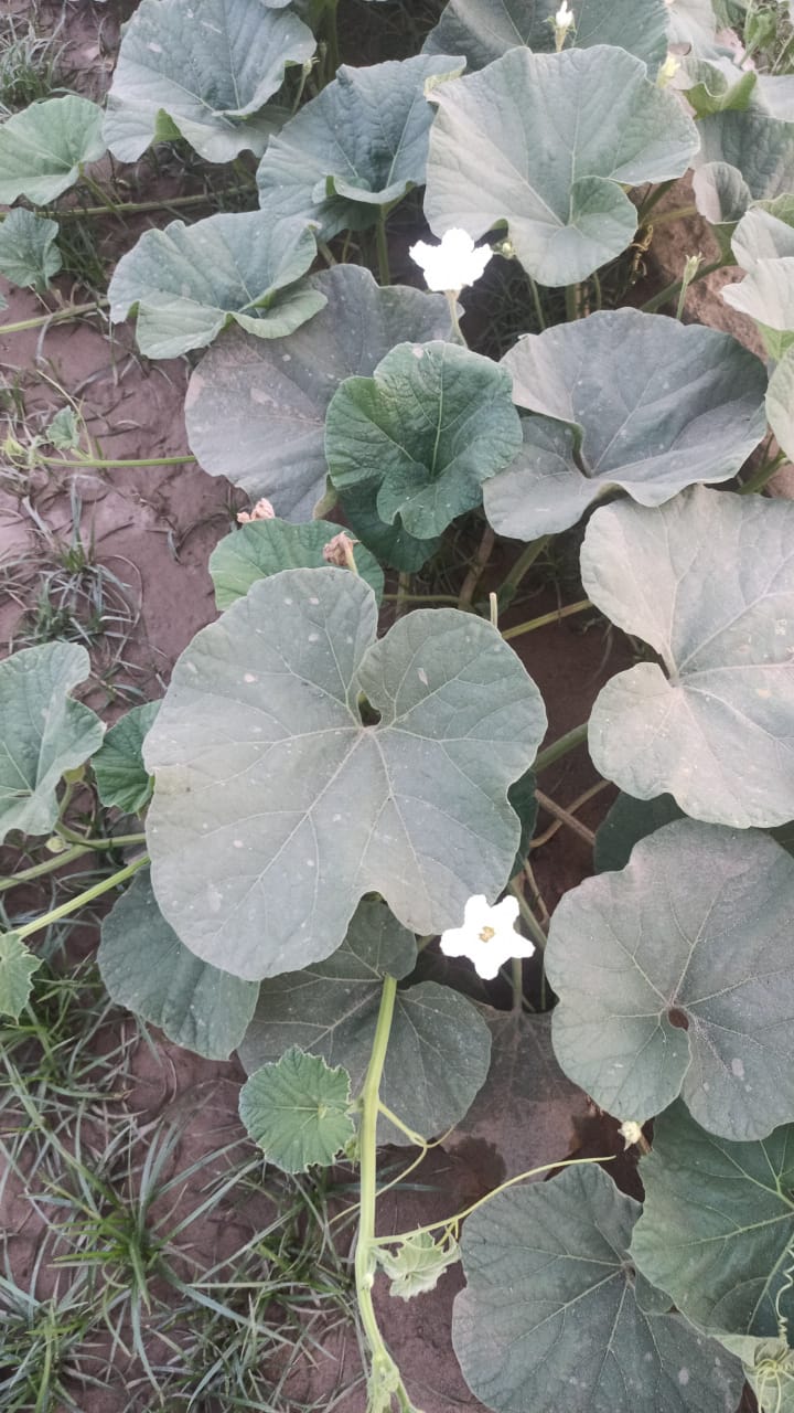 Farm photo